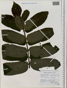 Juglans mandshurica Maxim., Siberia, Russian Far East (S6) (Russia)