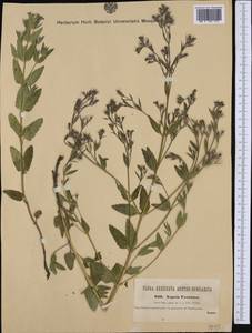 Nepeta ucranica L., Western Europe (EUR) (Romania)