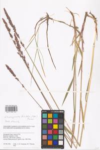 Arctagrostis latifolia (R.Br.) Griseb., Siberia, Western Siberia (S1) (Russia)