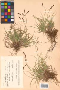 Carex stenantha var. taisetsuensis Akiyama, Siberia, Russian Far East (S6) (Russia)