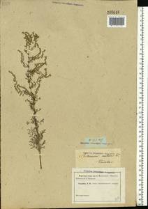 Artemisia nutans Willd., Eastern Europe, Rostov Oblast (E12a) (Russia)