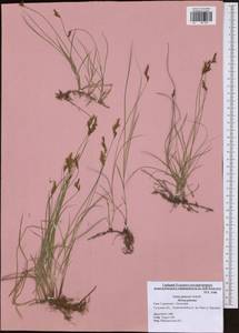 Carex praecox Schreb., Eastern Europe, Central region (E4) (Russia)