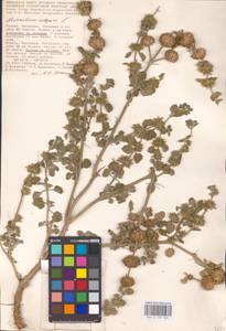 MHA 0 155 561, Marrubium vulgare L., Eastern Europe, Lower Volga region (E9) (Russia)