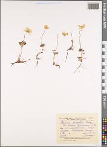 Anemone parviflora Michx., Siberia, Chukotka & Kamchatka (S7) (Russia)
