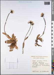 Crepis pyrenaica (L.) Greuter, Caucasus, Georgia (K4) (Georgia)