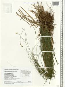 Carex brunnescens (Pers.) Poir., Eastern Europe, Central region (E4) (Russia)