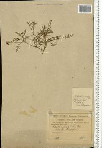 Rorippa sylvestris (L.) Besser, Eastern Europe, North-Western region (E2) (Russia)