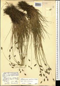 Alopecurus ponticus K.Koch, Caucasus, North Ossetia, Ingushetia & Chechnya (K1c) (Russia)