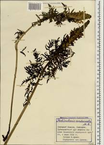 Pedicularis condensata M. Bieb., Caucasus, Stavropol Krai, Karachay-Cherkessia & Kabardino-Balkaria (K1b) (Russia)