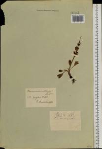 Ranunculus altaicus Laxm., Siberia (no precise locality) (S0) (Russia)