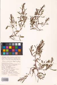 Rumex ucranicus Fisch., Eastern Europe, Lower Volga region (E9) (Russia)