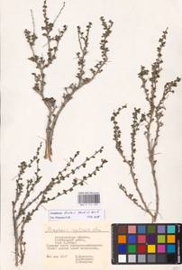Atraphaxis replicata Lam., Eastern Europe, Lower Volga region (E9) (Russia)