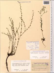 Lappula spinocarpos (Forssk.) Asch., Caucasus, North Ossetia, Ingushetia & Chechnya (K1c) (Russia)