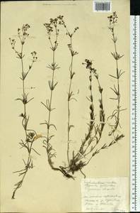 Galium xeroticum (Klokov) Pobed., Eastern Europe, Central region (E4) (Russia)