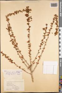 Prunus verrucosa Franch., Middle Asia, Pamir & Pamiro-Alai (M2) (Tajikistan)