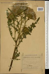 Cirsium rhizocephalum C. A. Mey., Caucasus, Armenia (K5) (Armenia)