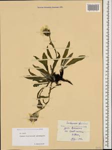 Centaurea cheiranthifolia subsp. willdenowii (Czerep.) Mikheev, Caucasus, North Ossetia, Ingushetia & Chechnya (K1c) (Russia)