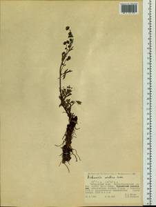 Artemisia norvegica subsp. saxatilis (Besser) H. M. Hall & Clem., Siberia, Russian Far East (S6) (Russia)