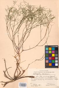 Astragalus arenarius L., Eastern Europe, Moscow region (E4a) (Russia)