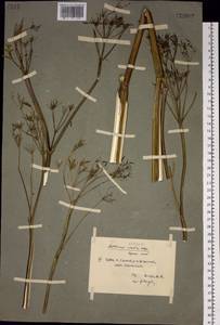 Anthriscus sylvestris subsp. sylvestris, Siberia, Central Siberia (S3) (Russia)