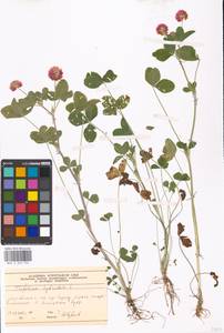 Trifolium hybridum L., Eastern Europe, Moscow region (E4a) (Russia)