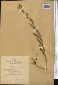 Achillea millefolium L., Middle Asia, Northern & Central Kazakhstan (M10) (Kazakhstan)