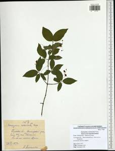 Euonymus verrucosus Scop., Eastern Europe, Central region (E4) (Russia)