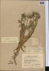 Epilasia hemilasia (Bunge) C. B. Cl., Middle Asia, Kopet Dag, Badkhyz, Small & Great Balkhan (M1) (Turkmenistan)