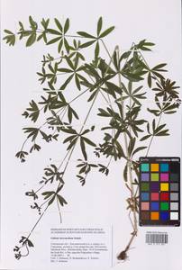 Galium intermedium Schult., Eastern Europe, Western region (E3) (Russia)