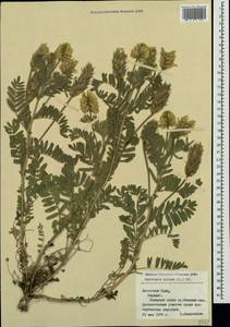 Oxytropis pilosa (L.)DC., Crimea (KRYM) (Russia)
