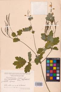 Chelidonium majus L., Eastern Europe, Central region (E4) (Russia)