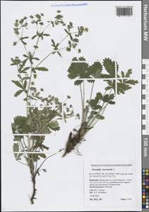 Potentilla intermedia L., Siberia, Baikal & Transbaikal region (S4) (Russia)