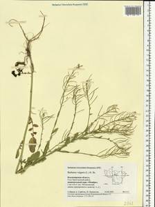 Barbarea vulgaris W. T. Aiton, Eastern Europe, Central region (E4) (Russia)