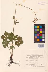 Sanicula europaea L., Eastern Europe, North Ukrainian region (E11) (Ukraine)