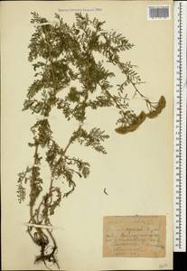 Achillea nobilis L., Caucasus, Krasnodar Krai & Adygea (K1a) (Russia)