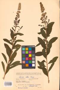 Spiraea alba Du Roi, Eastern Europe, Western region (E3) (Russia)