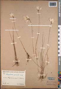 Eriophorum gracile W.D.J.Koch, Siberia, Baikal & Transbaikal region (S4) (Russia)