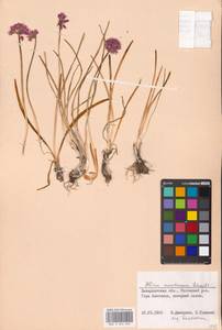 Allium lusitanicum Lam., Eastern Europe, West Ukrainian region (E13) (Ukraine)