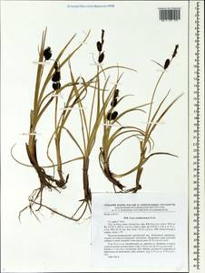 Carex membranacea Hook., Siberia, Chukotka & Kamchatka (S7) (Russia)