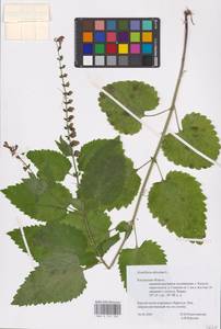 MHA 0 155 330, Scutellaria altissima L., Eastern Europe, Central region (E4) (Russia)