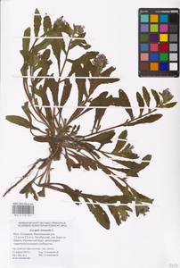 MHA 0 152 641, Lycopsis arvensis subsp. orientalis (L.) Kuzn., Eastern Europe, Lower Volga region (E9) (Russia)