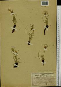 Takhtajaniantha austriaca (Willd.) Zaika, Sukhor. & N. Kilian, Siberia, Central Siberia (S3) (Russia)