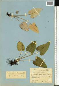 Saussurea controversa DC., Eastern Europe, Eastern region (E10) (Russia)