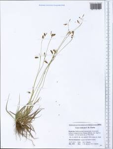 Carex delicata C.B.Clarke, Siberia, Baikal & Transbaikal region (S4) (Russia)