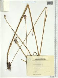 Allium scorodoprasum L., Western Europe (EUR) (Germany)