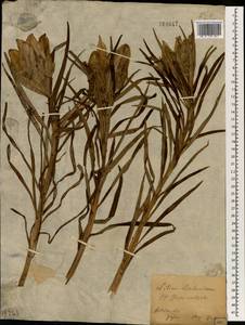 Lilium pensylvanicum Ker Gawl., South Asia, South Asia (Asia outside ex-Soviet states and Mongolia) (ASIA) (Japan)