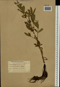 Epilobium hirsutum L., Eastern Europe (no precise locality) (E0) (Not classified)