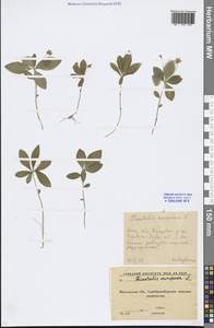 Lysimachia europaea (L.) U. Manns & Anderb., Eastern Europe, Moscow region (E4a) (Russia)