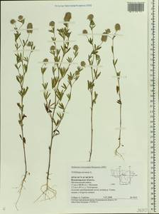 Trifolium arvense L., Eastern Europe, Central region (E4) (Russia)