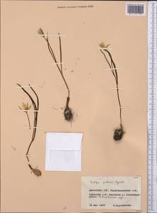 Tulipa sylvestris subsp. australis (Link) Pamp., Middle Asia, Northern & Central Kazakhstan (M10) (Kazakhstan)